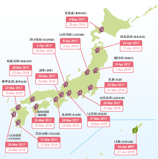 2017년 일본 벚꽃 개화시기