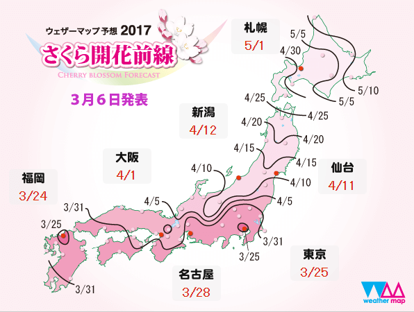 일본 벚꽃여행 정보 사쿠라웨더맵